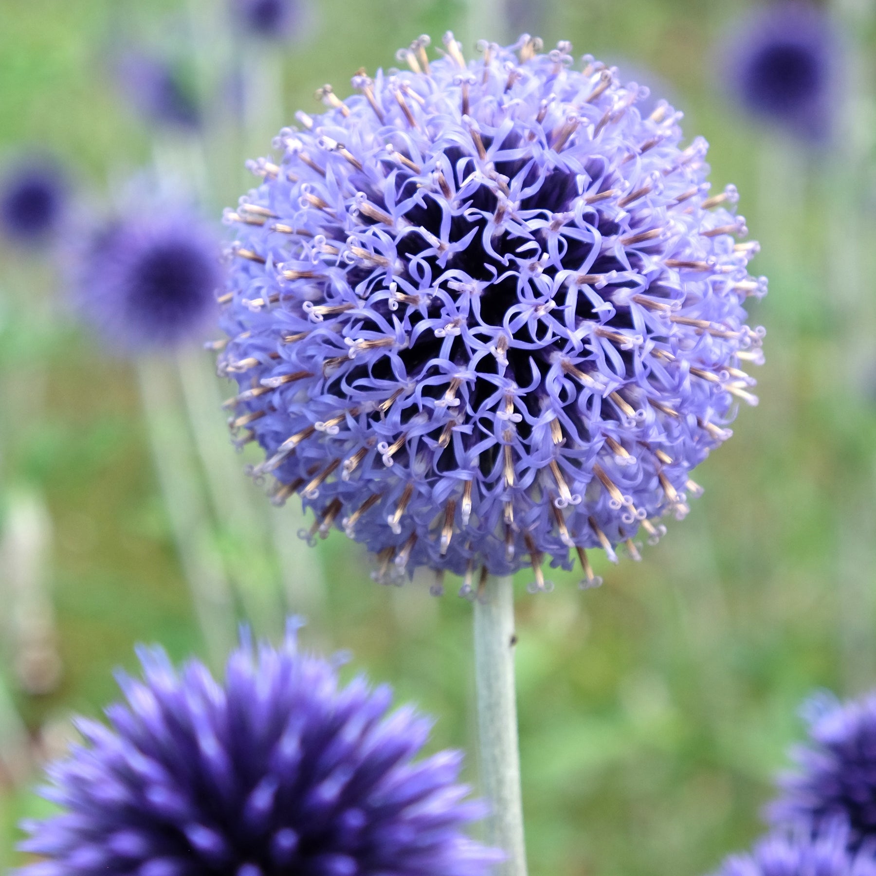 3 Boules azurées Veitchs Blue - Echinops ritro 'veitch's blue' - Plantes vivaces