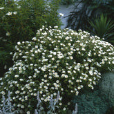 Cistus florentinus - Cistus florentinus - Plantes