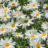 Leucanthème Sweet Daisy Rebecca - Willemse