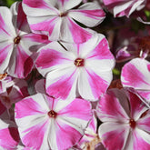 Phlox paniculata Bambini Candy Crush - Phlox paniculata bambini ® candy crush - Plantes