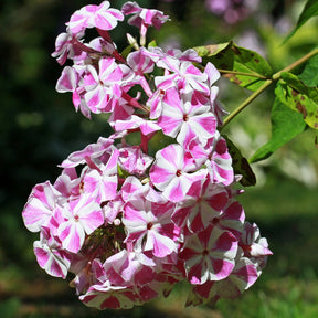 Phlox paniculata Bambini Candy Crush - Phlox paniculata bambini ® candy crush - Plantes vivaces