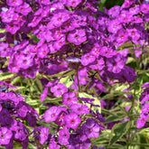 Phlox paniculata Bambini Primadonna - Willemse