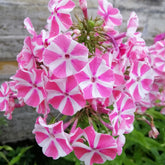 Phlox paniculata Peppermint Twist - Phlox paniculata peppermint twist - Plantes