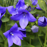 Platycodon à grandes fleurs - Platycodon grandiflorus - Plantes