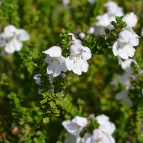 Menthe australienne - Willemse