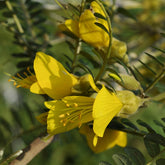 Sophora à petites feuilles 'Sun King' - Willemse