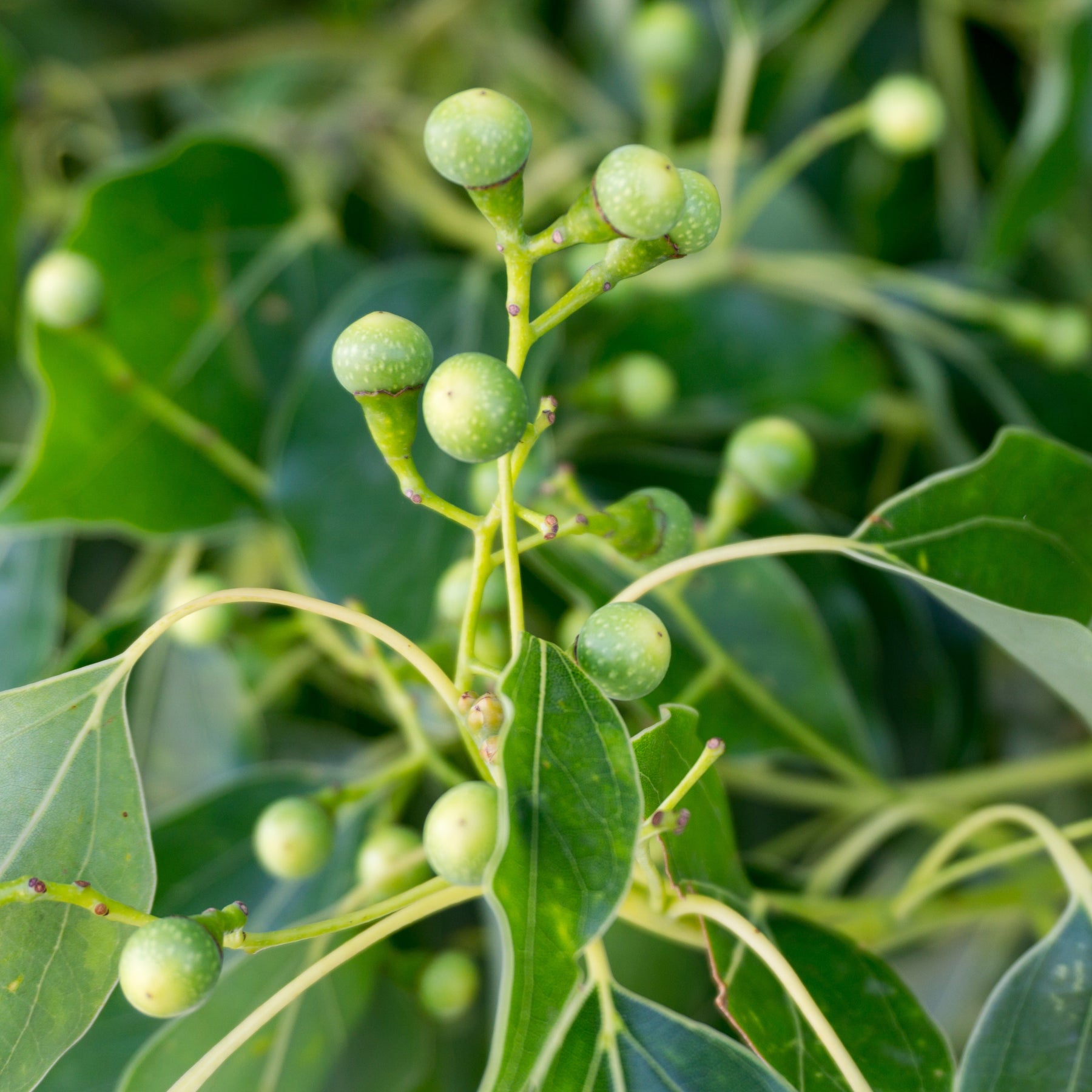 Camphrier - Cinnamomum camphora - Arbres