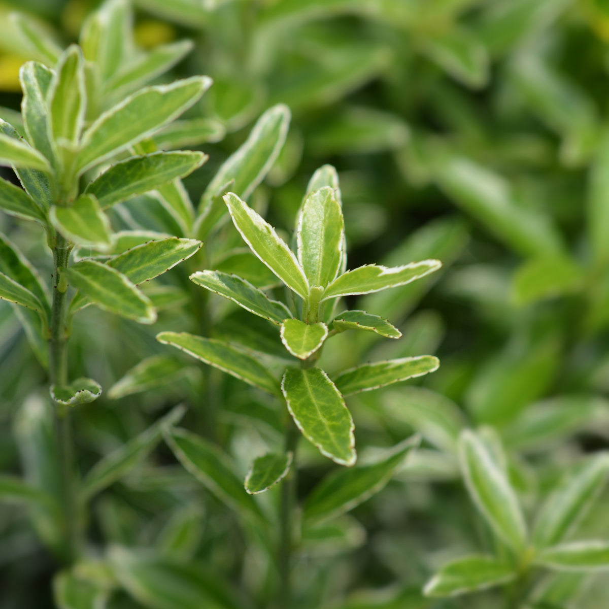 3 Fusain du Japon Microphyllus Albovariegatus - Euonymus japonicus microphyllus Albovariegatus - Willemse