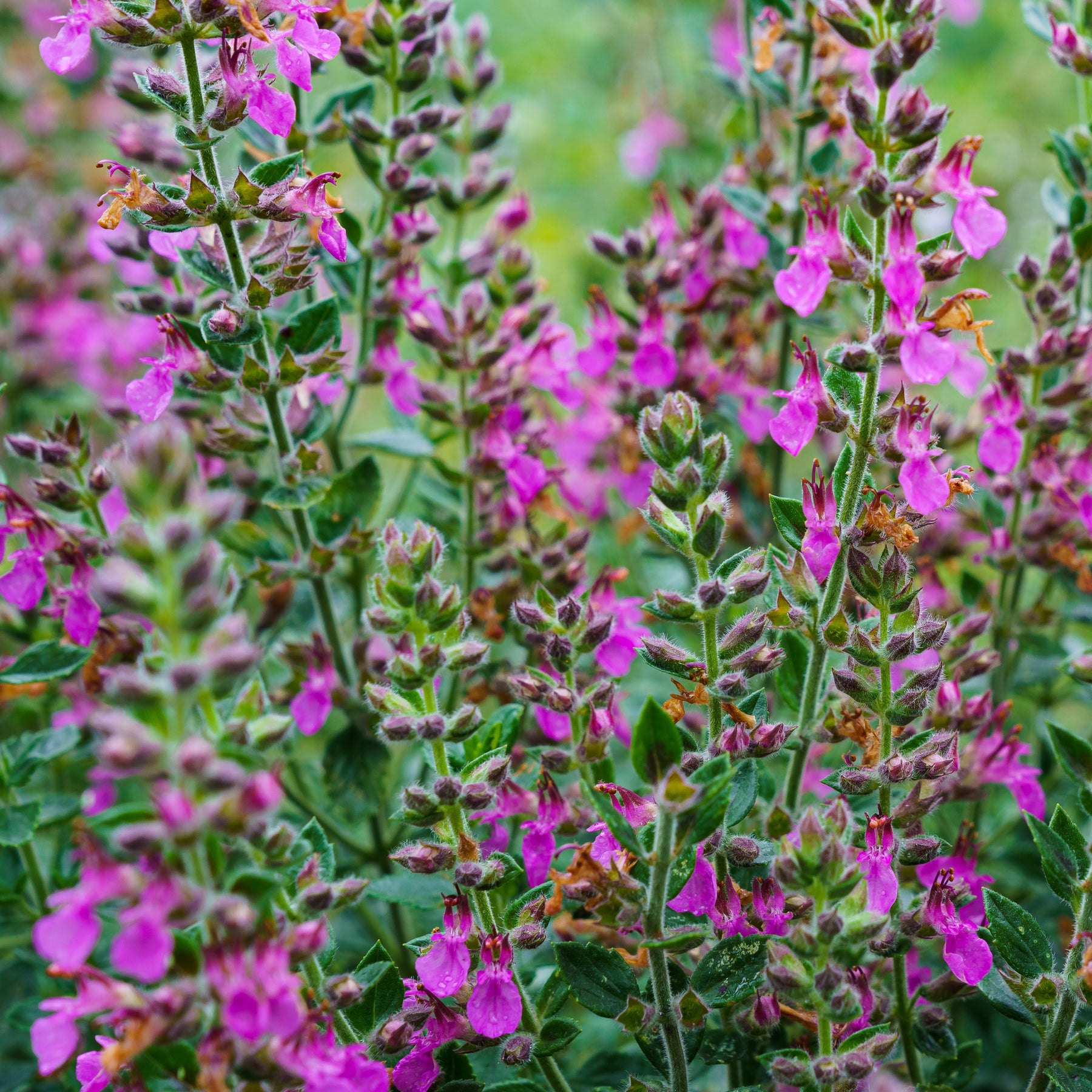 3 Germandrées - Teucrium x lucidrys - Plantes