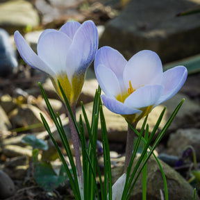 10 Crocus Blue Pearl - Crocus biflorus 'Blue Pearl' - Willemse