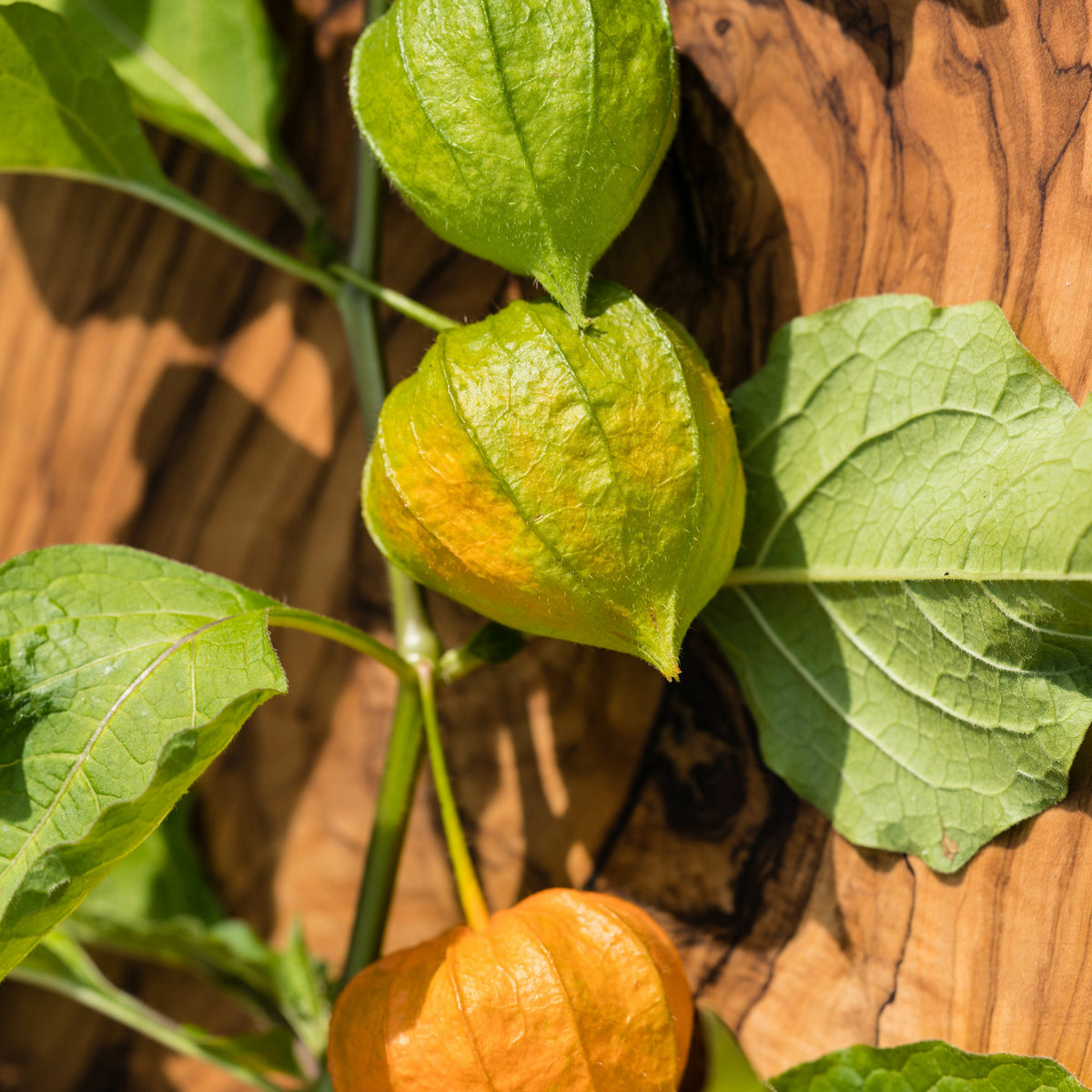 3 Plants de Coqueret du Pérou - Potager