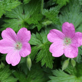 Géraniums des marais - Geranium palustre - Plantes