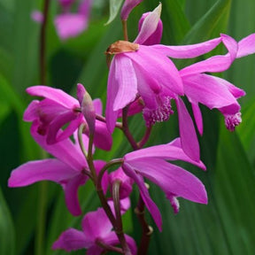 Orchidée Jacinthe - Bletilla striata - Bletilla striata - Willemse