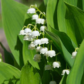 Muguet blanc - Willemse