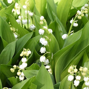 Muguet blanc - Convallaria majalis - Willemse