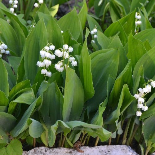 Convallaria majalis - Muguet blanc - Muguet