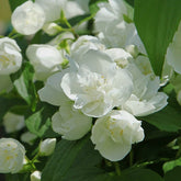 Seringat virginal - Philadelphus - Willemse