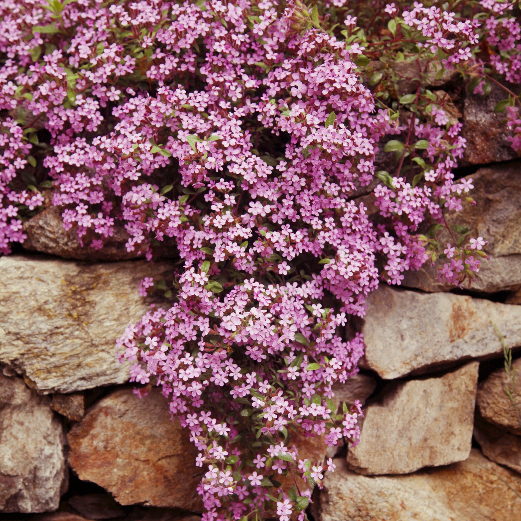 5 Saponaires ocymoides - Saponaria ocymoïdes