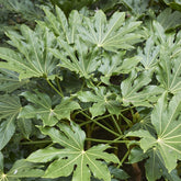 Fatsia du Japon - Willemse