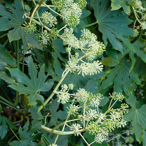 Fatsia du Japon - Fatsia japonica