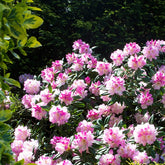 Rhododendron compact Doc - Willemse