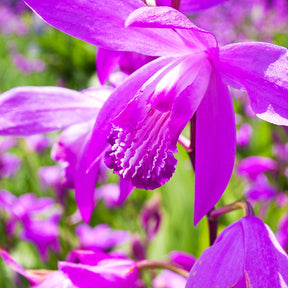 2 Orchidées Jacinthe - Bletilla striata