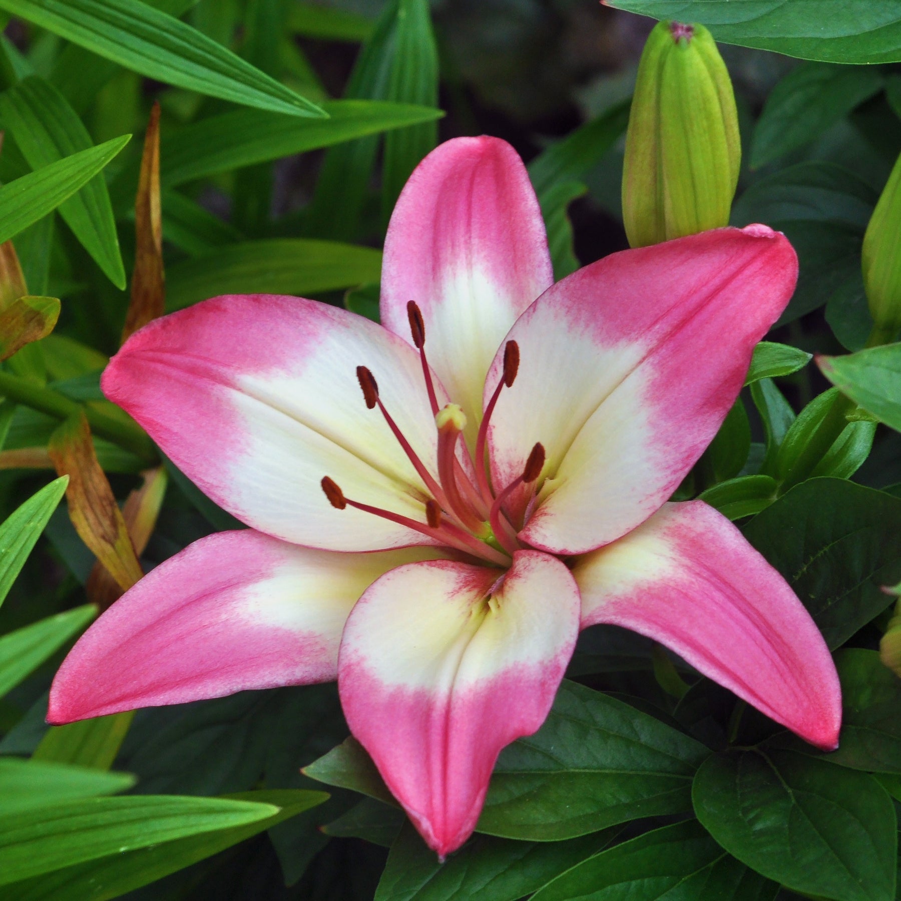 Lis asiatiques Levi - Lilium 'levi'