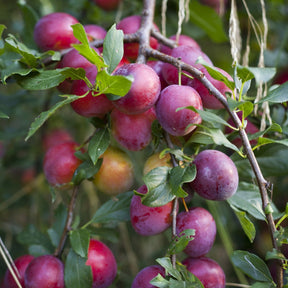 Prunier Reine Victoria - Prunus domestica Reine Victoria - Willemse