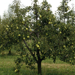 Vente Poirier William's - Bon Chrétien - Pyrus communis William's ('bon chrétien')