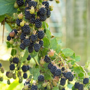 Mûrier Little Black Prince - Rubus fruticosus 'Little Black Prince'