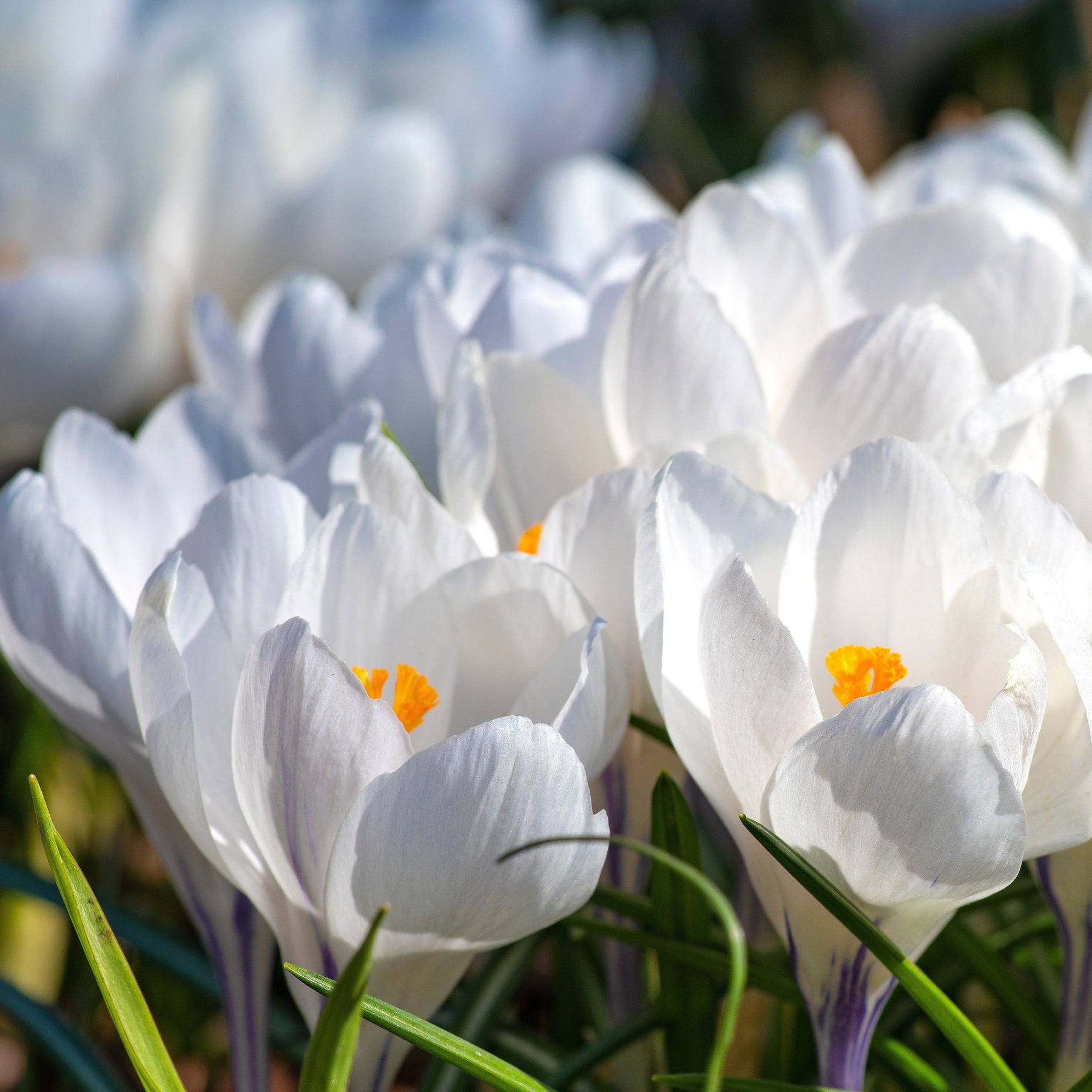 15 Crocus Jeanne d'Arc - Crocus vernus jeanne d'arc - Crocus