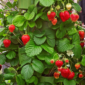 20 Fraisiers Maxim - Fragaria maxim - Plantes