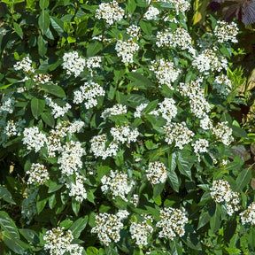 Viorne tin - Viburnum tinus - Viornes