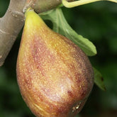 Figuier Peretta - Ficus carica 'Perretta'