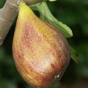 Collections de fruitiers - Collection de 3 fruitiers d'été : Figuier, Mûrier, Kiwi - Morus nigra 'mulle', ficus gustissimo 'perretta', actinidia delciosio