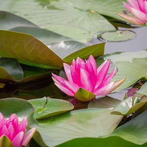 Nénuphar Escarboucle - Nymphaea escarboucle - Willemse