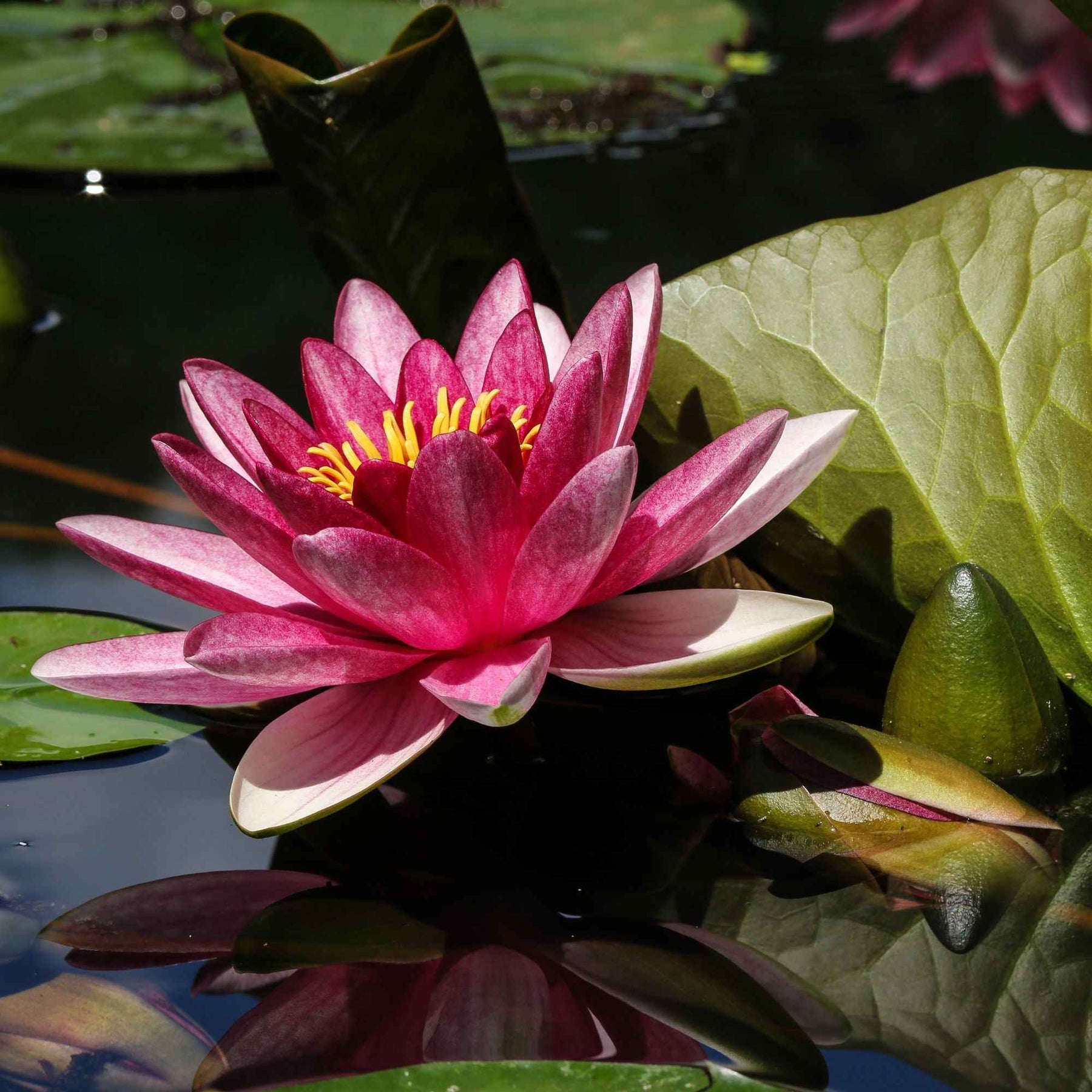 Nénuphar James Brydon - Nymphaea james brydon - Plantes aquatiques