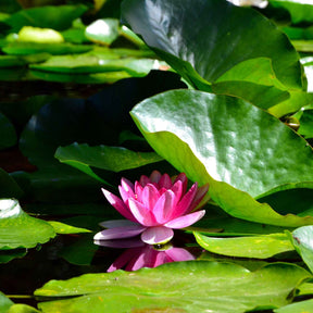 Nénuphar James Brydon - Nymphaea james brydon - Nénuphars