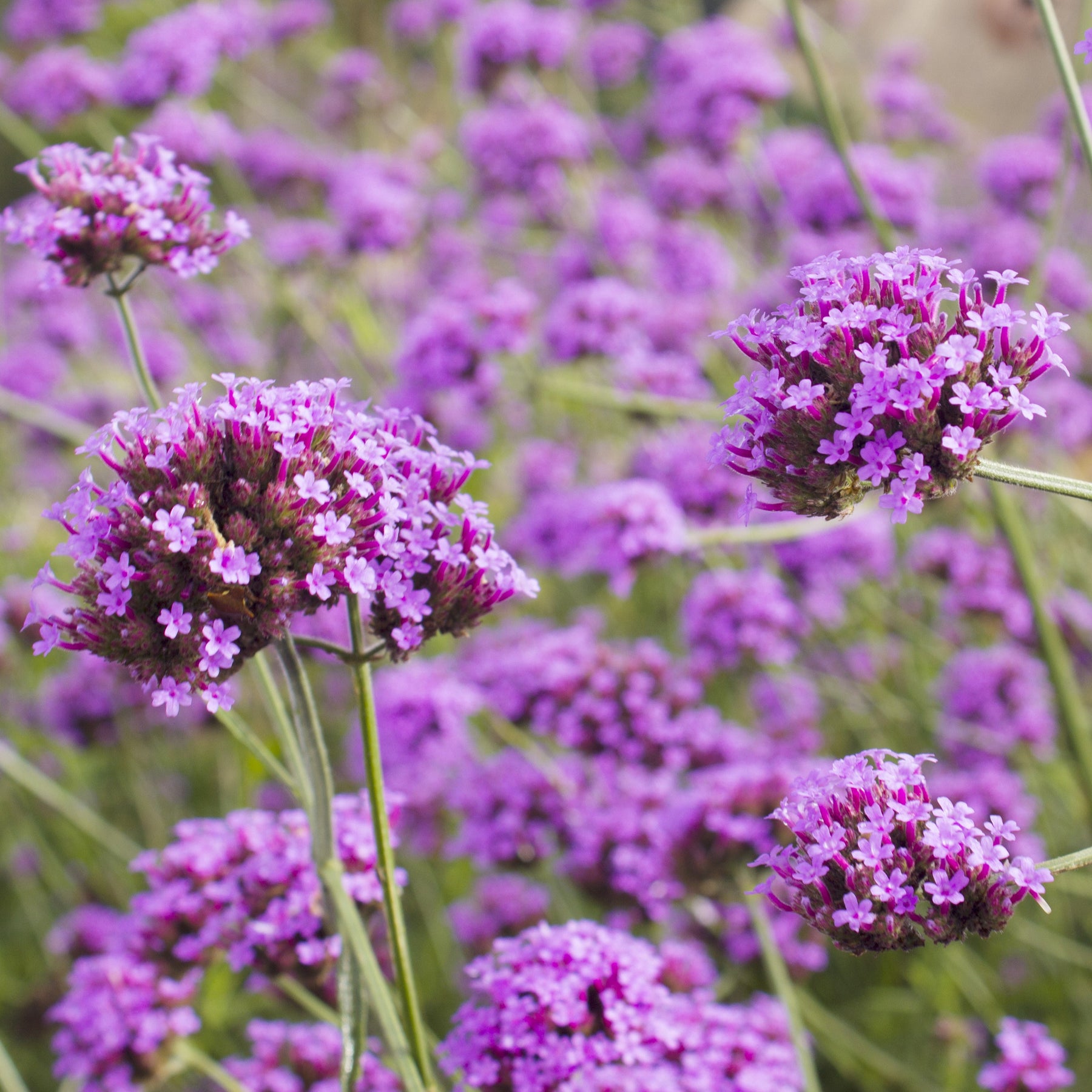 Verveine de Buenos Aires - Willemse