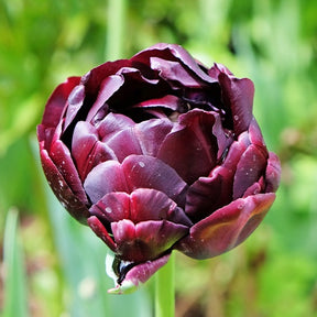 10 Tulipes à fleurs de pivoine Black Hero - Tulipa black hero - Willemse