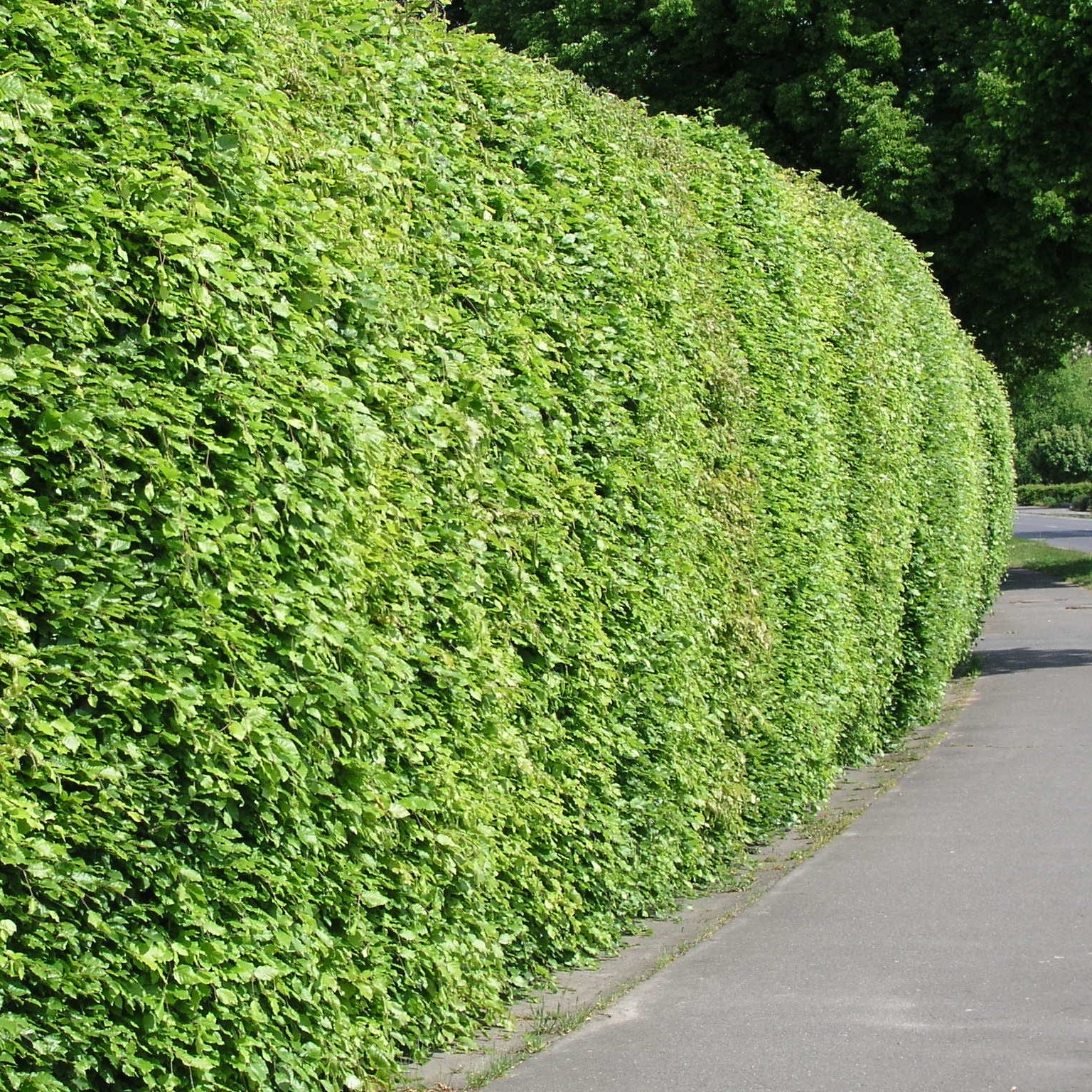 Haie de hêtre commun - Fagus sylvatica