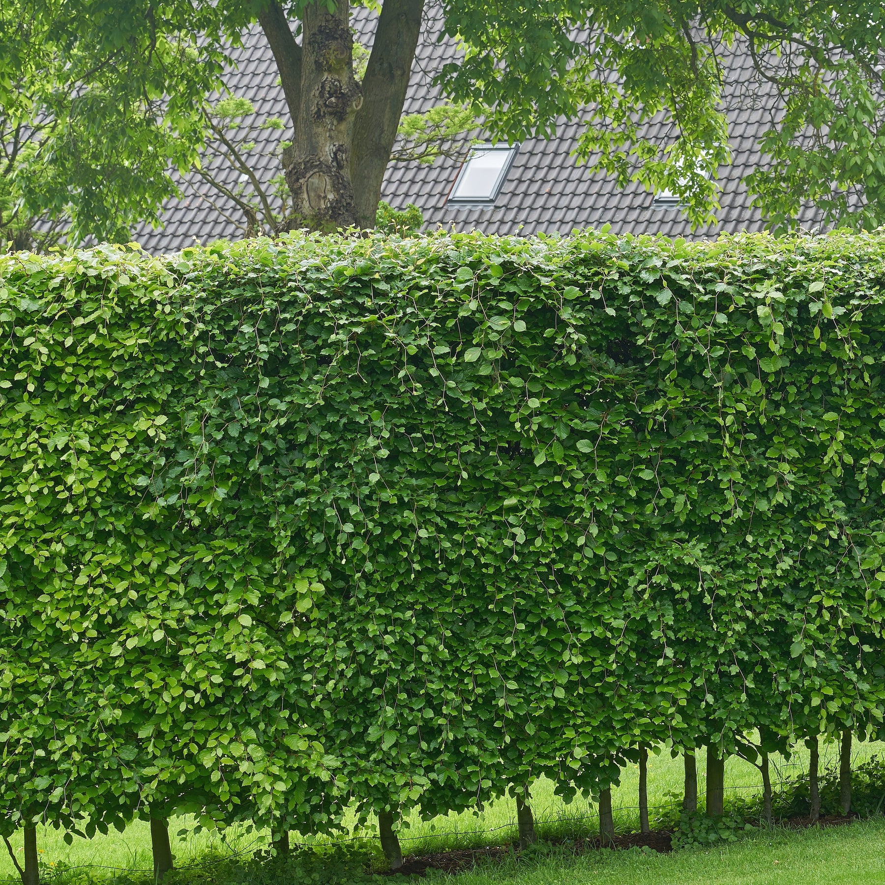 Haie de hêtre commun - Fagus sylvatica