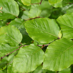 Haie de hêtre commun - Fagus sylvatica