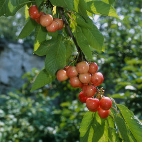 Collection de 3 mini-Cerisiers : Burlat, Van, Napoléon - Prunus avium van, napoleon, burlat - Willemse