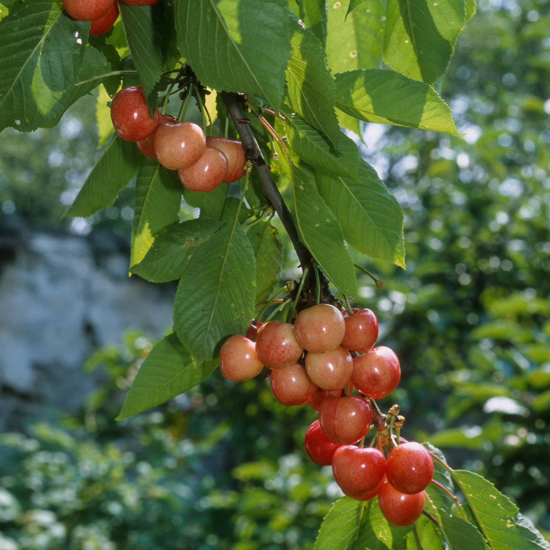 Cerisier Bigarreau Napoleon - Prunus avium bigarreau Napoléon - Willemse