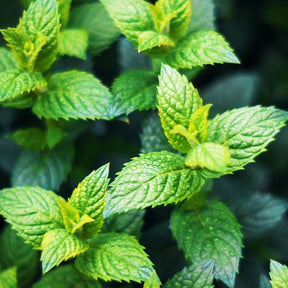 Menthe verte crépue - Mentha spicata crispa - Willemse