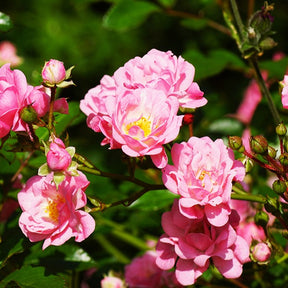 Rosier à massif The Fairy - Rosa polyantha 'the fairy' - Rosier couvre-sol