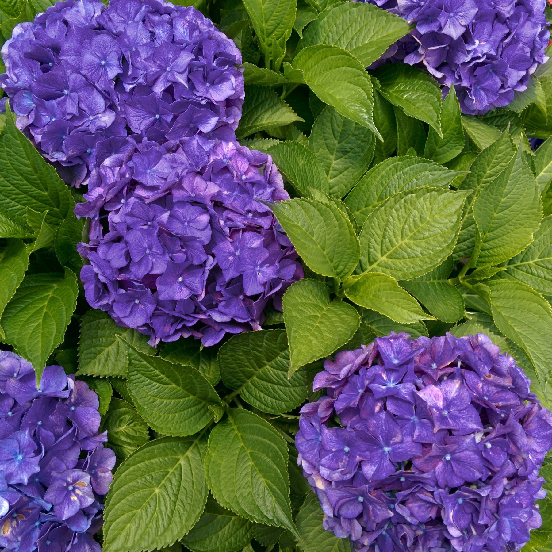 Hortensia Violet intense - Hydrangea macrophylla deep purple dance - Arbustes