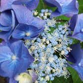 Hortensia Teller blue - Willemse