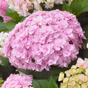 Hortensia 'Doppio Nuvola'